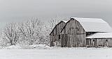 Barns In Spring Wonderland_DSCF6589